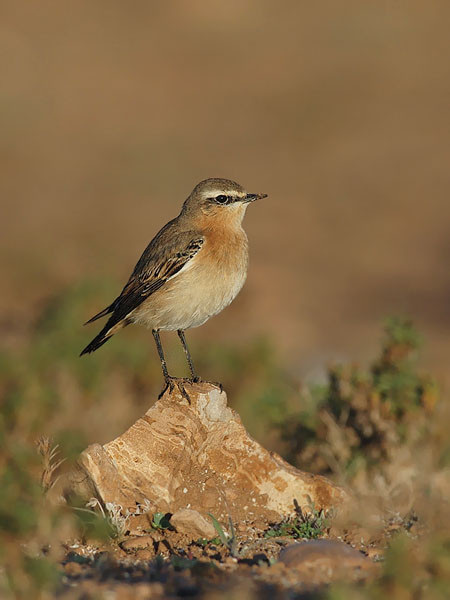 Kivitasku, Northern Wheatear, Oenanthe oenanthe